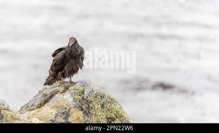 Turquie Vulture (Cathartes aura) photographiée dans les îles Falkland Banque D'Images