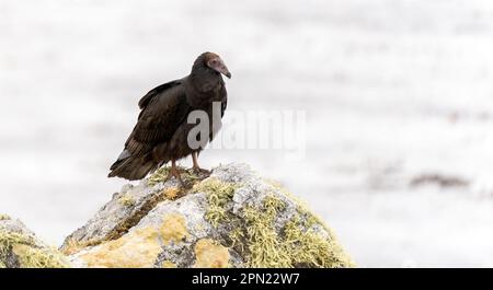 Turquie Vulture (Cathartes aura) photographiée dans les îles Falkland Banque D'Images