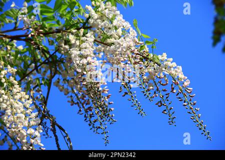 Fleurs de Wisteria pourpres (haricot, Violet Vine) avec couleur blanche floraison dans le jardin avec ciel bleu fond ˉ Banque D'Images