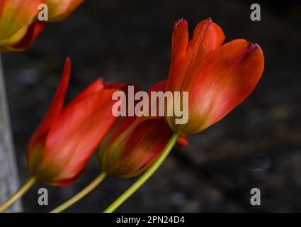 Red impression tulipe poussant dans un jardin du pays du Devon. Banque D'Images