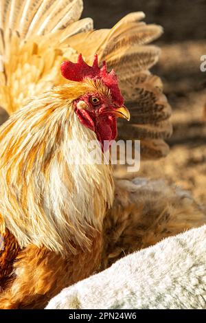 Tête d'un coq brun encadrée par une aile et un mouton. Banque D'Images