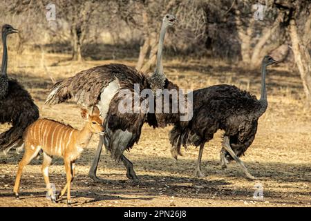 Jeunes Ostriches Afficher et marcher avec d'autres et une femme nyala Banque D'Images