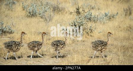 Quatre poussins d'autruche marchant en ligne vers l'arrière dans la savane africaine Banque D'Images