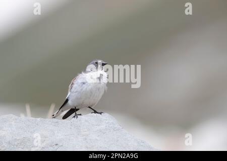 Le boni de neige à ailes blanches (Montifringilla nivalis), ou boni de neige, est un petit oiseau de passereau qui vit à haute altitude. Banque D'Images