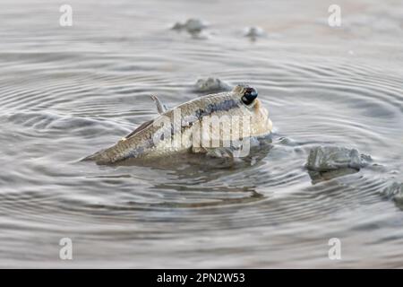 Le mudskipper rampe dans les eaux peu profondes sur la rive, en Thaïlande Banque D'Images