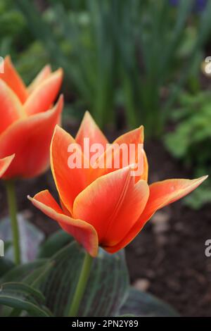 Un bouquet de petits tulipes rouges trouvés dans un environnement local Banque D'Images