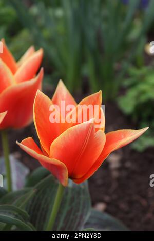 Un bouquet de petits tulipes rouges trouvés dans un environnement local Banque D'Images