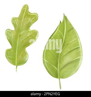 La forêt verte laisse l'aquarelle isoler sur fond blanc. Illustration botanique peinte à la main. Banque D'Images