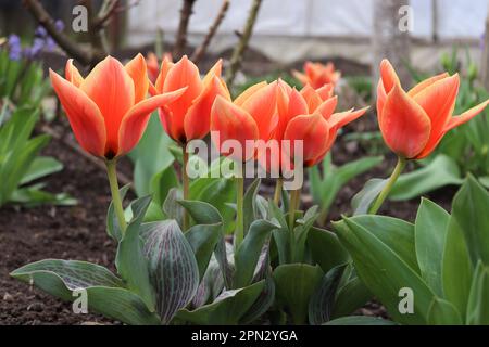 Un bouquet de petits tulipes rouges trouvés dans un environnement local Banque D'Images
