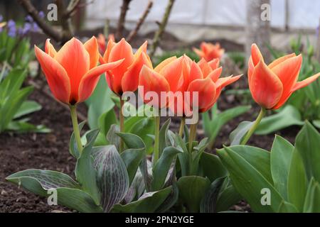 Un bouquet de petits tulipes rouges trouvés dans un environnement local Banque D'Images