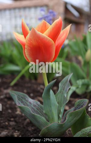 Un bouquet de petits tulipes rouges trouvés dans un environnement local Banque D'Images