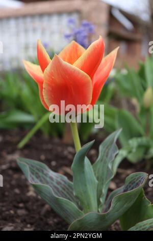 Un bouquet de petits tulipes rouges trouvés dans un environnement local Banque D'Images