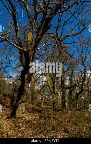 Chênes de Dark Hill - Quercus robur. Forêt de Dean. Banque D'Images