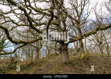 Chênes de Dark Hill - Quercus robur. Forêt de Dean. Banque D'Images