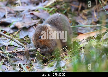 Gros plan d'une mole d'eau dans un environnement naturel. Middlesbrough, Angleterre, Royaume-Uni. Banque D'Images