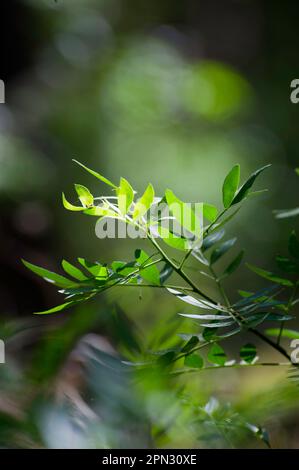 Pistacia lentiscus l, communément appelé lentisk ou mastic, est un arbuste dioïque à feuilles persistantes ou un petit arbre du genre Pistacia. Sardaigne. Italie Banque D'Images