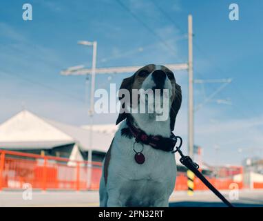 Un chien attend son propriétaire à la gare. Le concept de loyauté, d'abandon et d'amitié canine. Un beagle hurlant tristement pour son maître. Banque D'Images