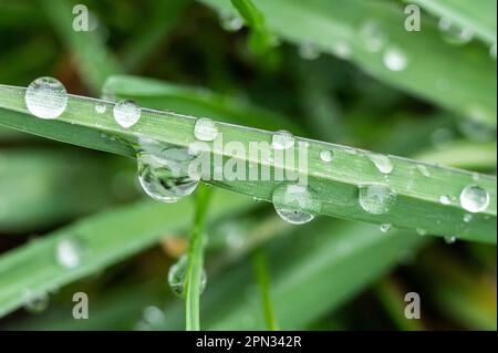 SYMBOL - 16 avril 2023, Bade-Wurtemberg, Rottweil : les gouttes de pluie pendent sur les lames d'herbe dans un jardin après une douche à effet pluie. Photo: Silas Stein/dpa Banque D'Images