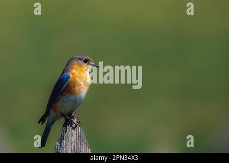 Photo sélective d'un Bluebird de l'est perché sur une souche de bois Banque D'Images