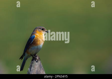 Photo sélective d'un Bluebird de l'est perché sur une souche de bois Banque D'Images