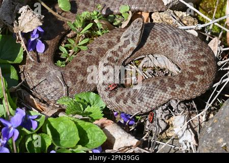 Svatobor, République tchèque. 16th avril 2023. Viper berus (additionneur européen commun, vipère européen commun), Viola reichenbachiana (violet de chien précoce, violet de bois pâle, violet de bois mince, violet de haie, violet de chien de bois) et Pyrrhocoris apterus (insecte de feu), sont vus sur 16 avril 2023, à Svatobor, en République tchèque. Crédit: Slavomir Kubes/CTK photo/Alamy Live News Banque D'Images