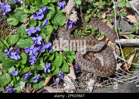 Svatobor, République tchèque. 16th avril 2023. Viper berus (additionneur européen commun, vipère européen commun), Viola reichenbachiana (violet de chien précoce, violet de bois pâle, violet de bois mince, violet de haie, violet de chien de bois) et Pyrrhocoris apterus (insecte de feu), sont vus sur 16 avril 2023, à Svatobor, en République tchèque. Crédit: Slavomir Kubes/CTK photo/Alamy Live News Banque D'Images