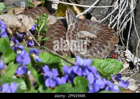 Svatobor, République tchèque. 16th avril 2023. Viper berus (additionneur européen commun, vipère européen commun), Viola reichenbachiana (violet de chien précoce, violet de bois pâle, violet de bois mince, violet de haie, violet de chien de bois) et Pyrrhocoris apterus (insecte de feu), sont vus sur 16 avril 2023, à Svatobor, en République tchèque. Crédit: Slavomir Kubes/CTK photo/Alamy Live News Banque D'Images