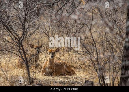 Deux femelles Nyala, Tragelaphus angasii, se reposant dans la brousse épaisse pendant la chaleur de la journée Banque D'Images