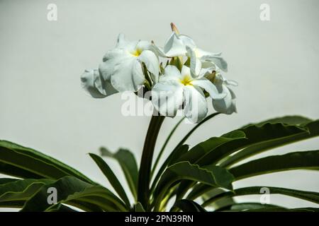 Le palmier de Madagascar (Pachypodium lamerei) fleurit contre un mur blanc. Banque D'Images