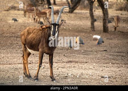 Antelope de Roan, face à la caméra, avec impala en arrière-plan. Banque D'Images