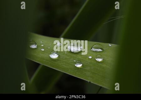 Gouttes d'eau sur une feuille Banque D'Images