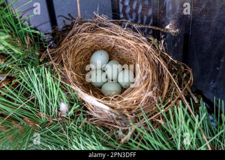 Cinq oeufs de Finch de maison dans un nid dans le sud-ouest de l'Ontario, Canada. Banque D'Images