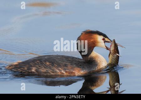 Great Crested Grebe pêche au brochet dans les eaux de RSPB Lakenheath dans le Suffolk, Angleterre Banque D'Images