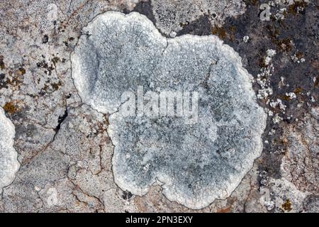 Aspicilia calcarea est un lichen croûteux commun trouvé sur le calcaire, y compris les pierres tombales. Il a une distribution mondiale. Banque D'Images