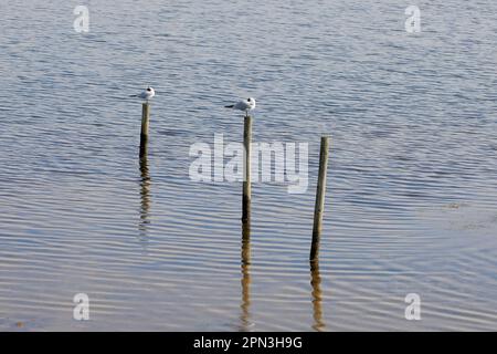 Deux goélands à tête noire (Chroicocephalus ridibundus) assis sur des poteaux en bois dans la mer Banque D'Images