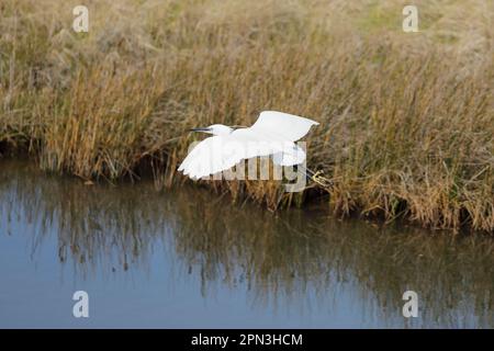 Petite aigrette (Egretta garzetta) volant de droite à gauche, vue de dessus Banque D'Images