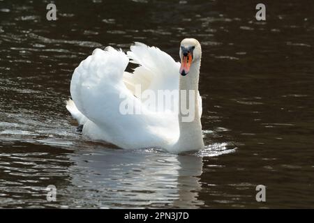 Un cygne muet (Cygnus olor) nageant dans la rivière Beaulieu Banque D'Images