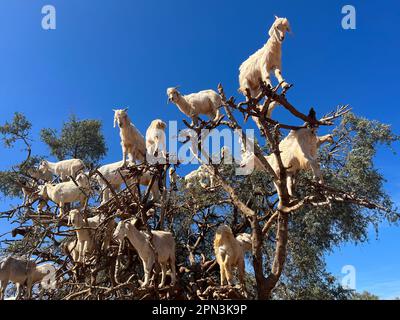 Maroc, Afrique : chèvres sur un argan mangeant ses fruits dans la plaine argane entre Marrakech et Essaouira Banque D'Images