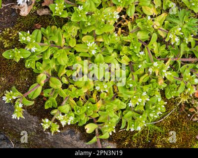 Têtes de fleurs et fleurs blanches de l'herbe sauvage et de jardin du Royaume-Uni, Cerastium glomeratum, collant souris-oreille Banque D'Images