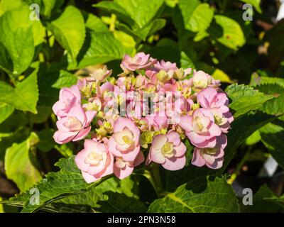 Développement de têtes de fleurs d'une double tête de mobylette rose Hydrangea macrophylla provenant de Picton Garden, dans les Malcavernes, au Royaume-Uni Banque D'Images