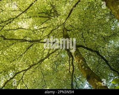 Vue vers le haut à travers la voûte de l'arbre à gâteau de mariage robuste, Cornus contrversa 'Variegata' Banque D'Images