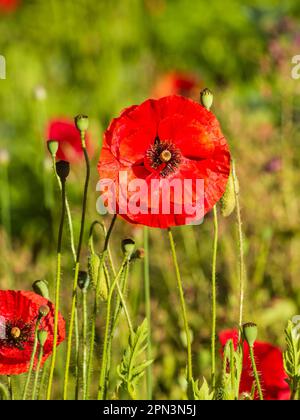 Fleur rouge du pavot de campagne annuel, rhoeas de Papaver parmi les gousses de graines en développement Banque D'Images