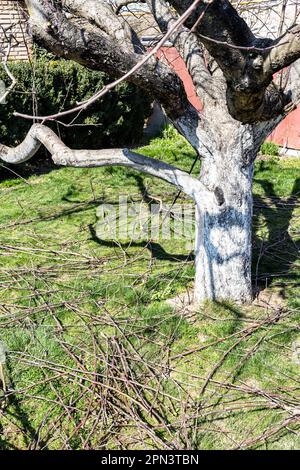 branches élaguées de pommier sur une pelouse verte devant un vieux pommier dans un jardin rustique le jour ensoleillé du printemps Banque D'Images