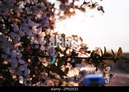 Une scène pittoresque avec les fleurs d'un cerisier sur fond de coucher de soleil Banque D'Images