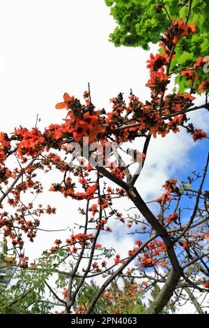 597 arbre en coton à fleurs rouges -Bombax ceiba- dans le jardin chinois de l'amitié. Sydney-Australie. Banque D'Images