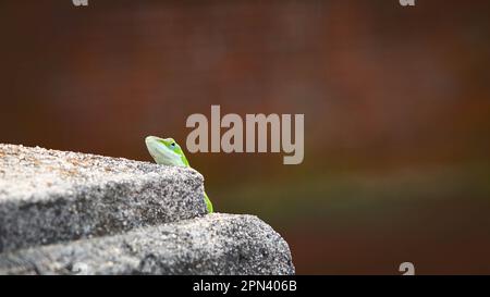 Une anole verte qui regarde le spectateur tout en regardant un mur de jardin en pierre. Banque D'Images