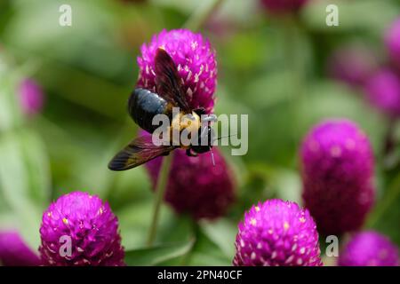 Bourdon sur fleur rose avec fond vert. Banque D'Images