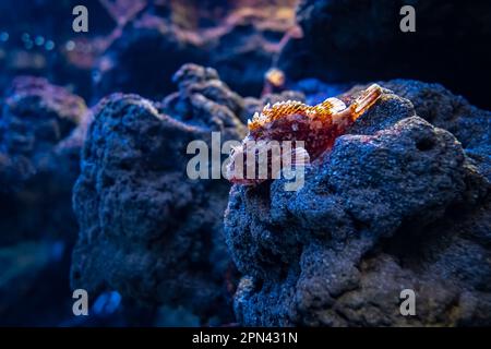 Lionfish reposant sur un rocher avec fond sombre et lumière au-dessus Banque D'Images