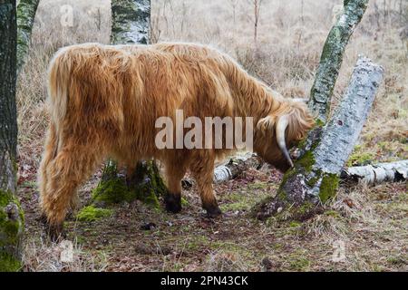 La vache écossaise de montagne aux longs cheveux rouges et longues cornes frotte sa tête contre un arbre Banque D'Images