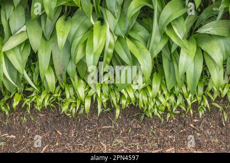 Bord d'une grande colonie hedgerow de plantes comestibles Ramsons / Allium ursinum où ils adjoindre la route. Les semis vivaces ont environ 2-3 ans. Banque D'Images